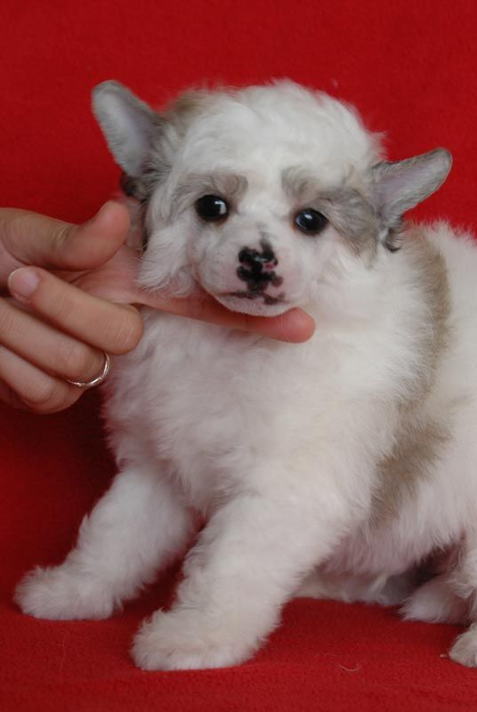 Gavroche Little Champs