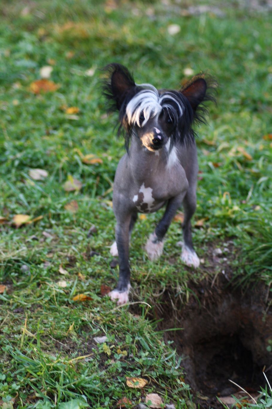 Goldenmind Fairies Wear Boots