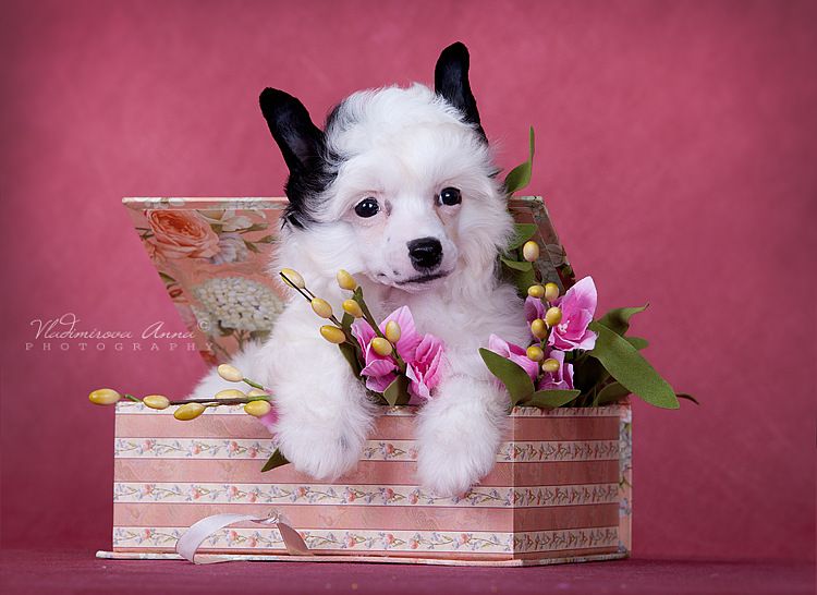 Envy White Pretty Woman