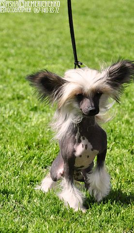 Nastja Thumbelina Minodora