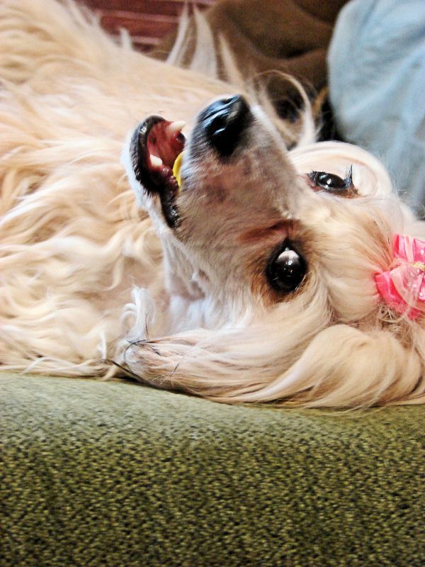 Kopciuszek z Gangu Lysych