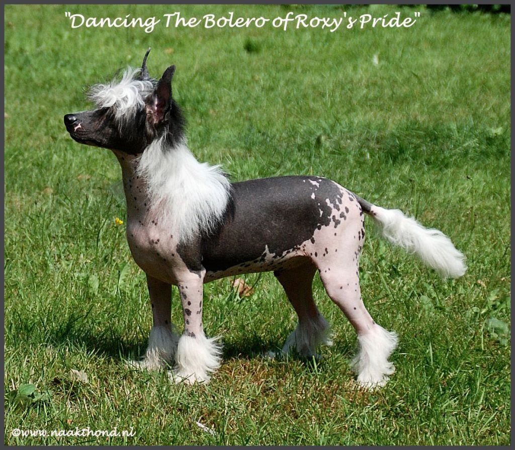 Dancing The Bolero of Roxy's Pride