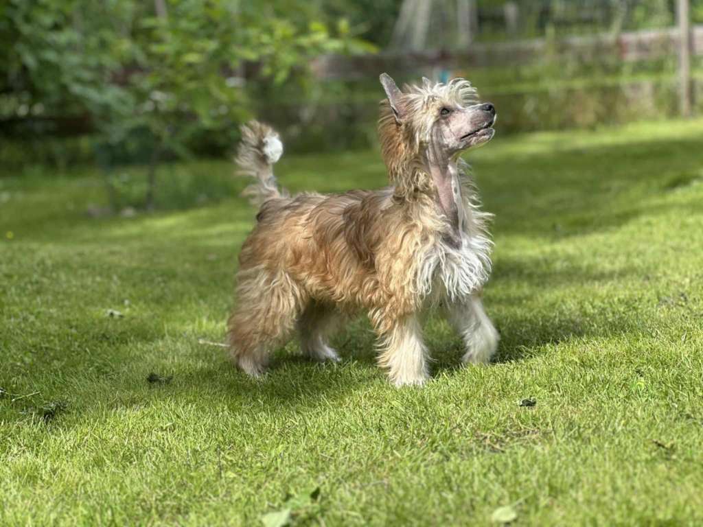 Tournais Barking Up The Wrong Tree