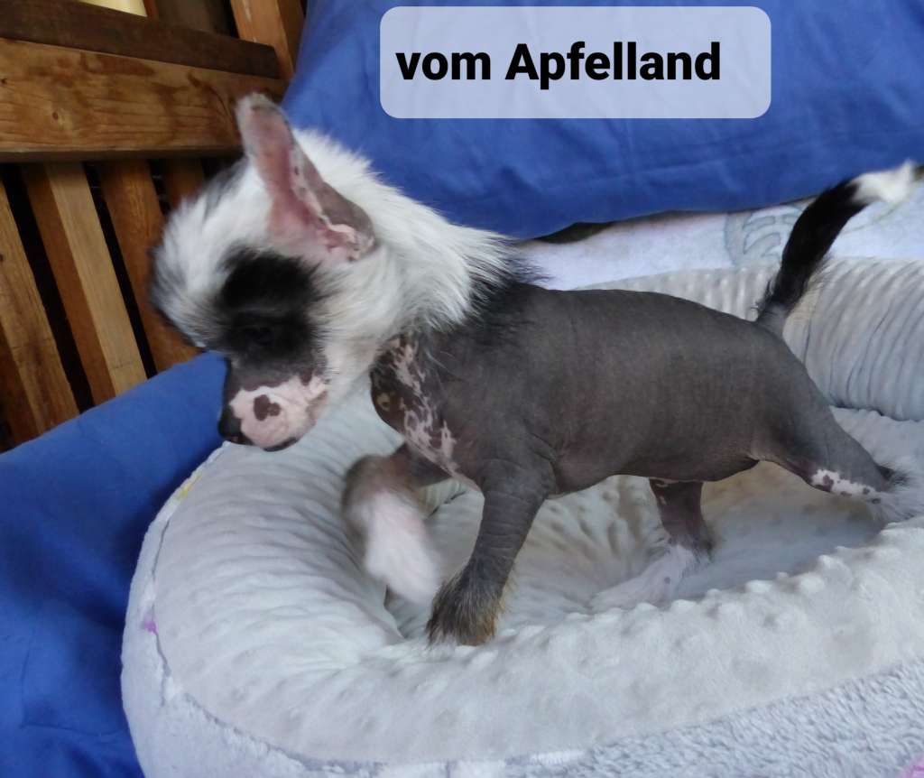 Meilani vom Apfelland