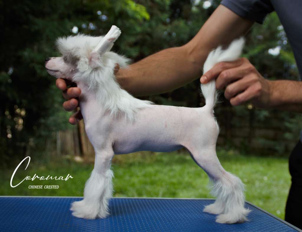 Coromar Fiorella Cara