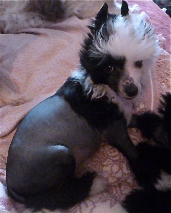 TaÏ Mandchou's Hickory Flyer