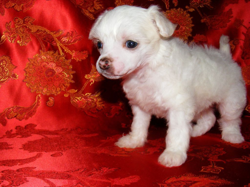 Fairytale Jester of FreeDragon