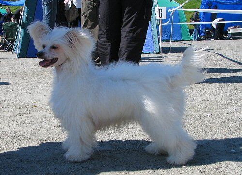 Sun Dan Elegant Lady