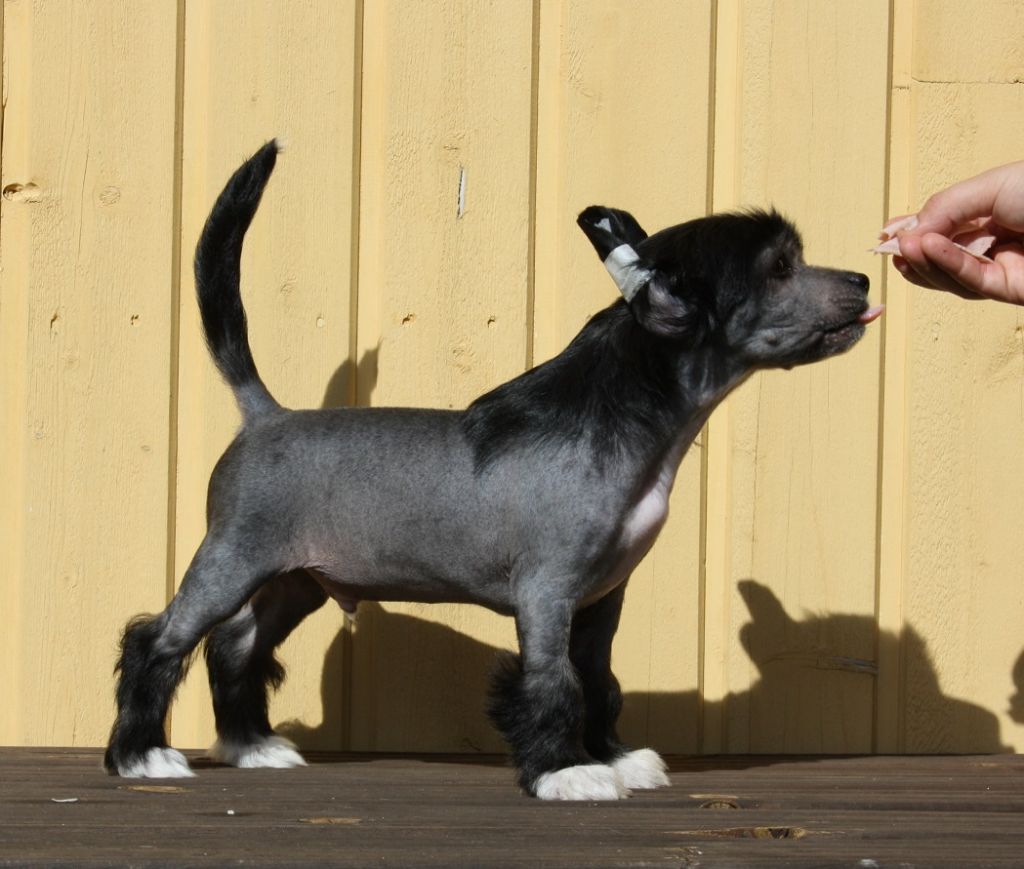 Valanyan Thief Of Hearts