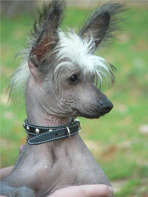 Kado Kitaiski Potselui Royal Reno