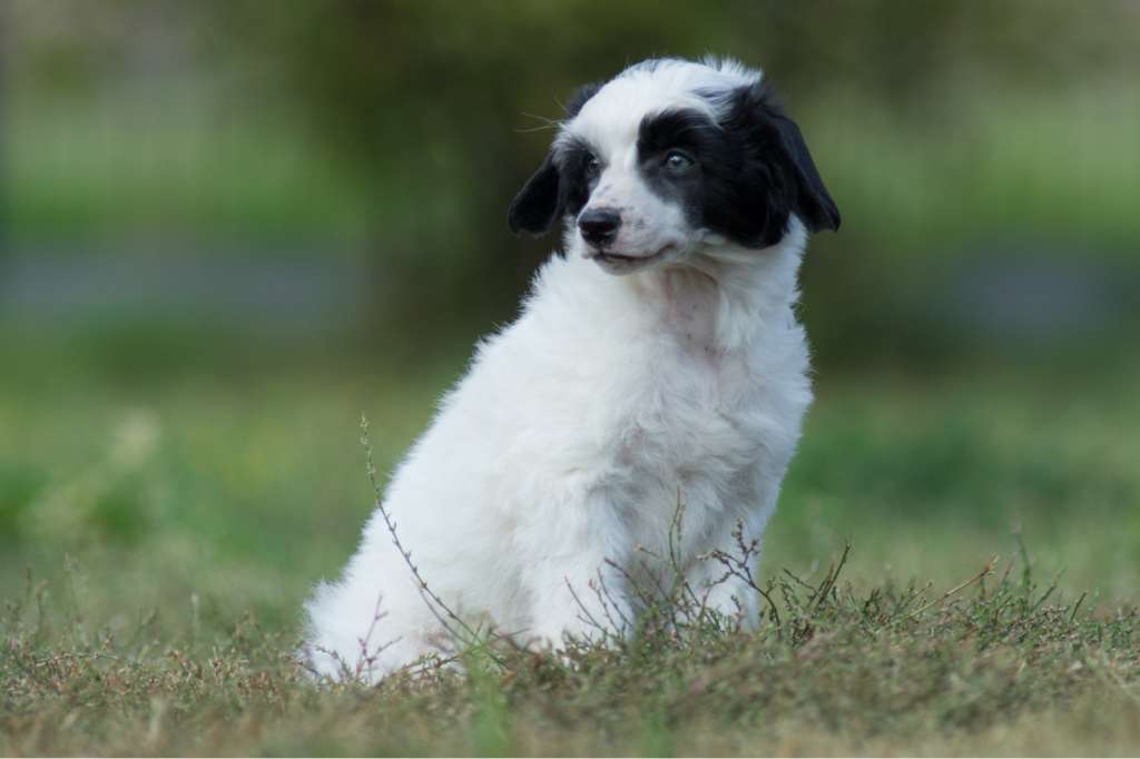 Ferdinand vom Blühmchen