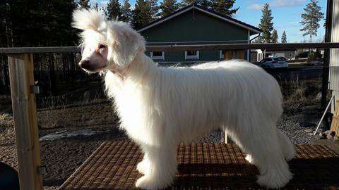 Allegranden Expensive Jewellery