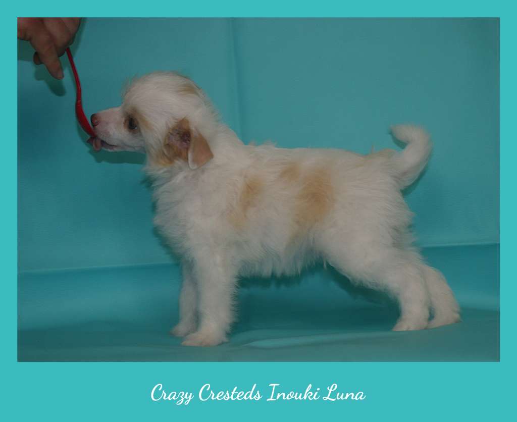 Crazy Cresteds Inouki Luna