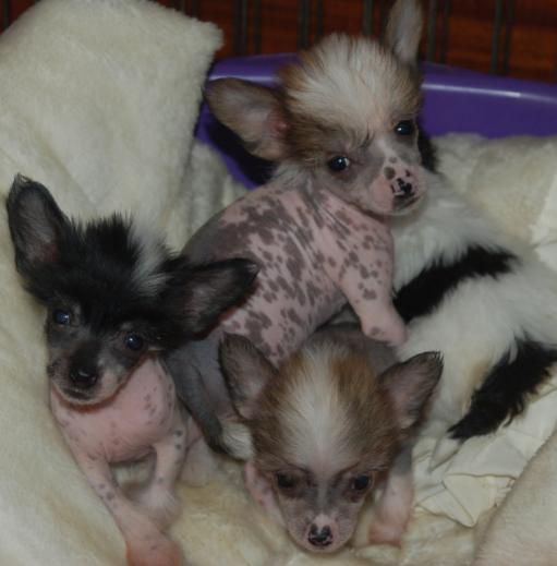 Bordercreek Andreas Top Man