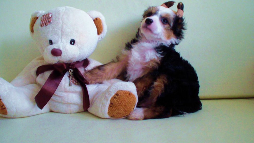 Ogni Stolitsy Galantny Kavaler