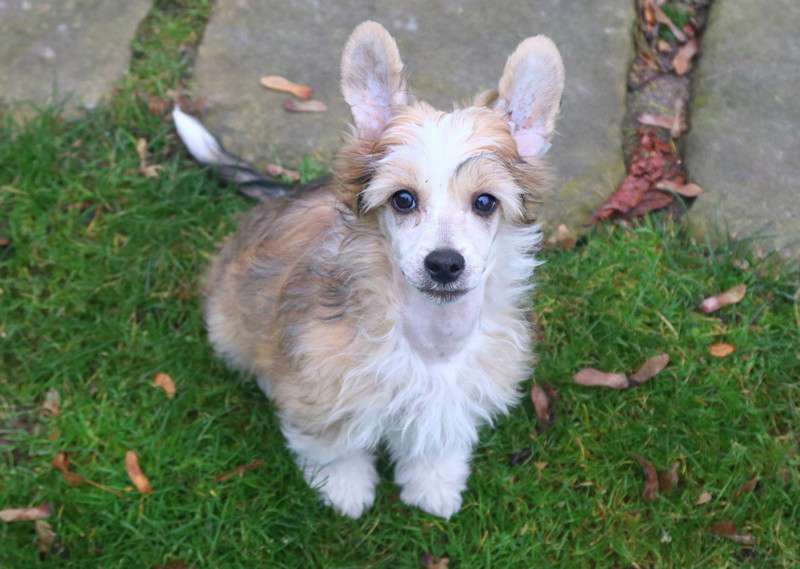 Hot Toddy Olyuti Gattaca