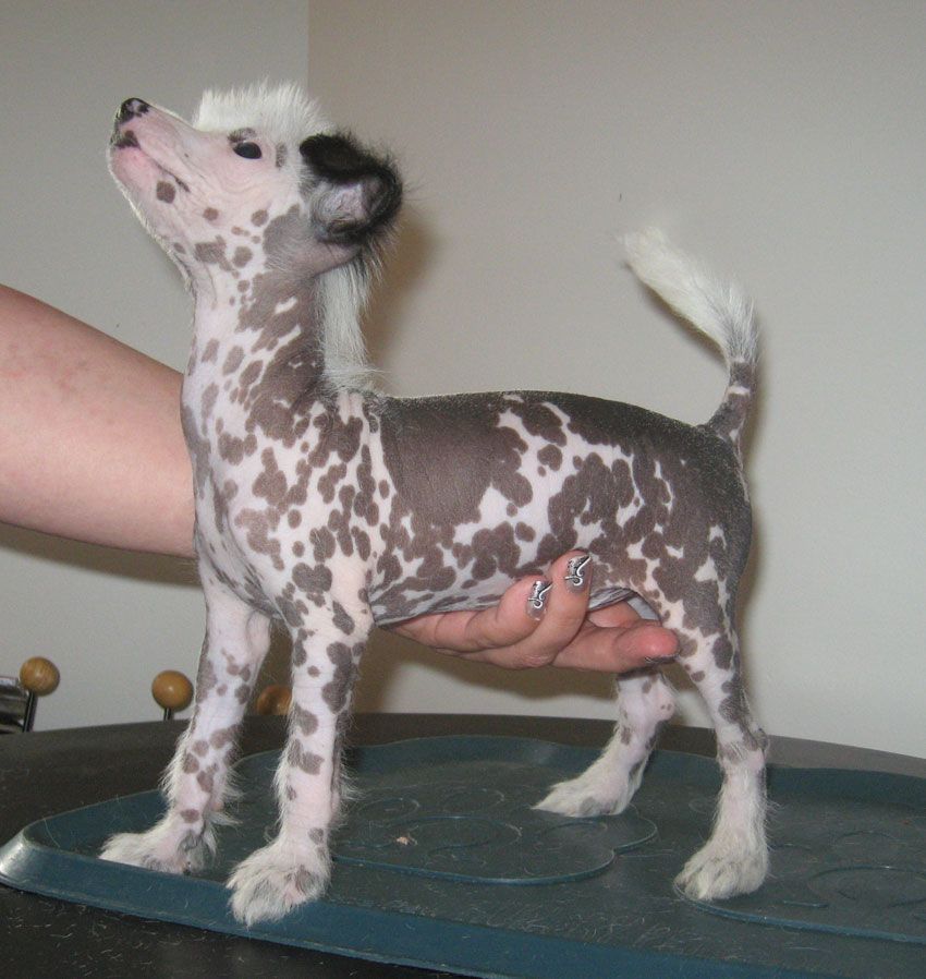 Stormblåstens Wolfheart