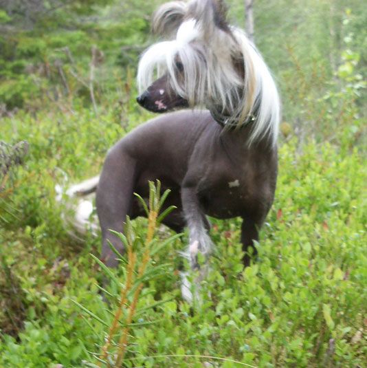 Stormblåstens Light My Fire