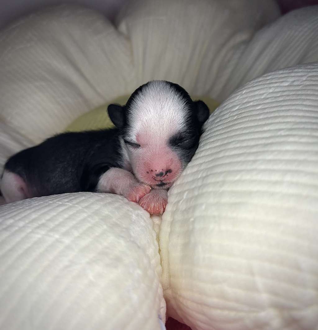 Gracieux-Pahlavi Cue The Confetti