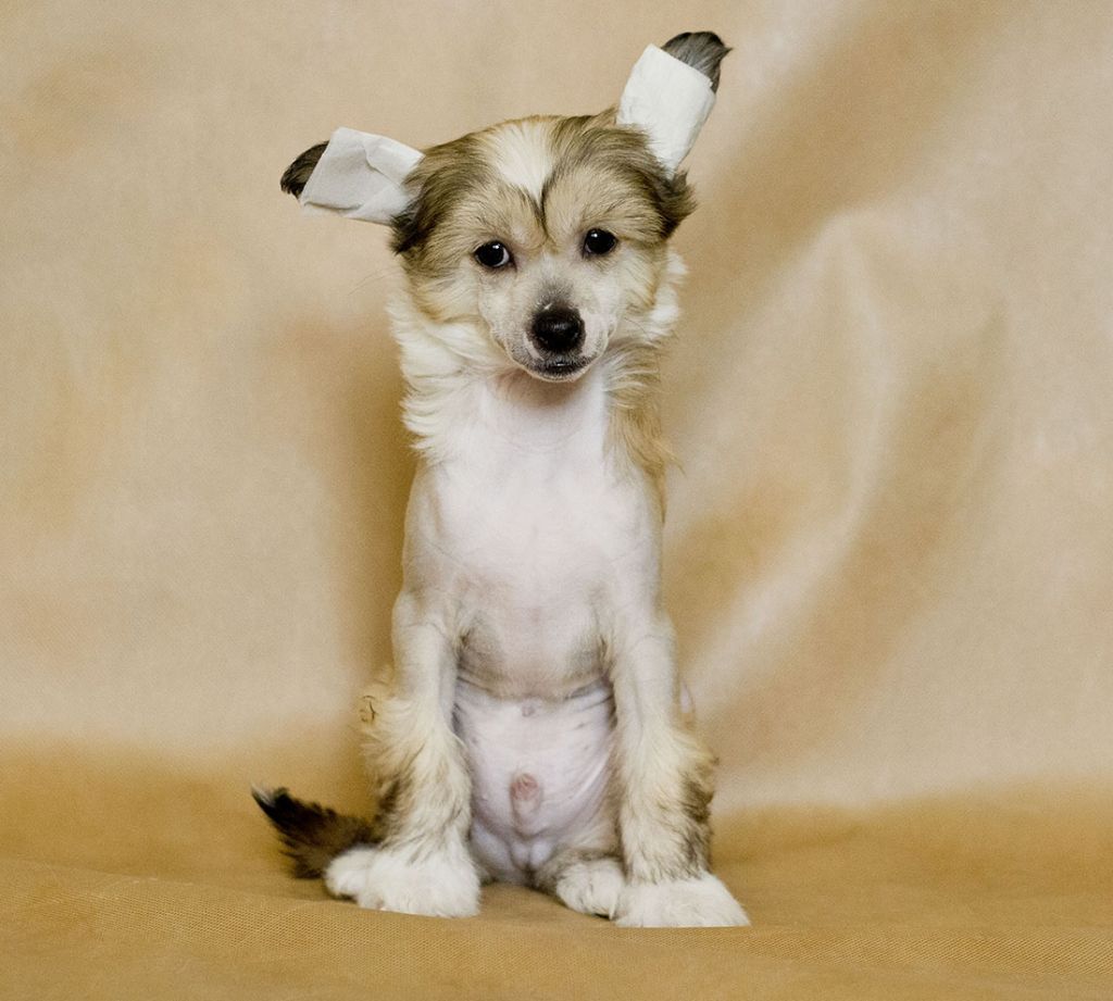 NikoDim lucky beggar