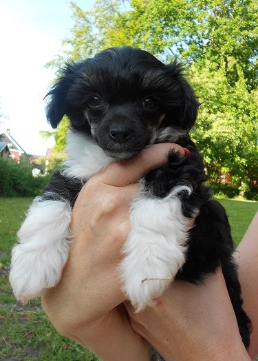 Burlesque Dress'oholic