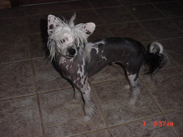 Dreamstar's Solo Act