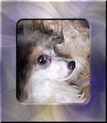 Shambhala's Dressed To Impress