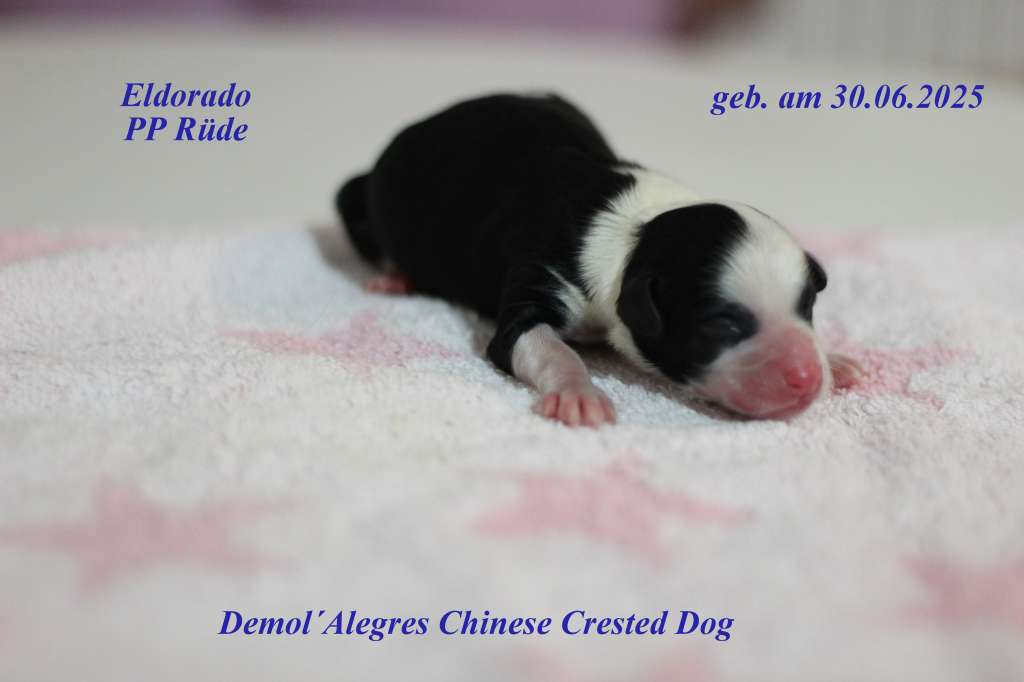 Demol'Alegres Elliott