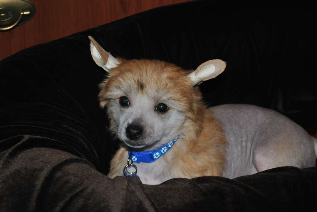 Ksolo Club Amone Star