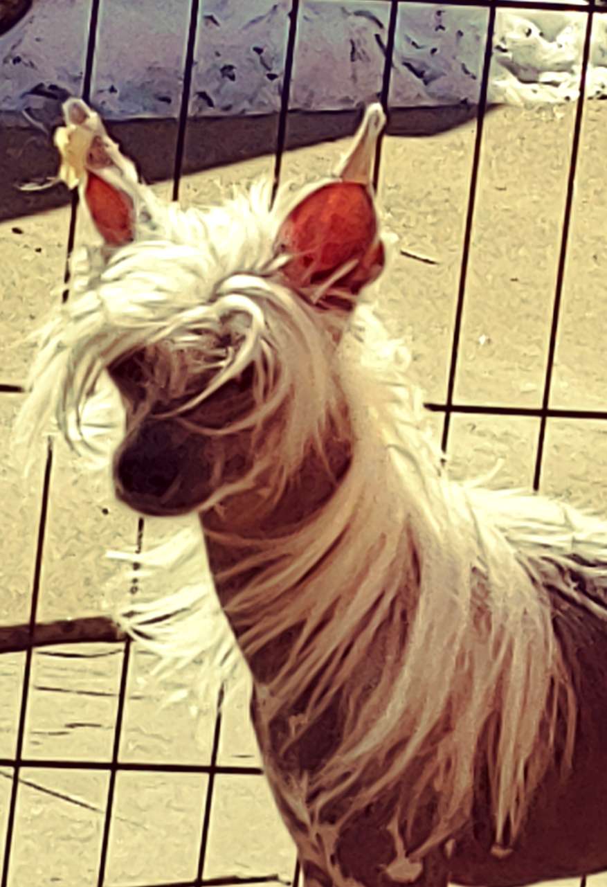 CH Sondras MiracleWhip Dressing For Success at Kam