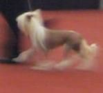 Tristar's Pinch Me I'm Dreamin'