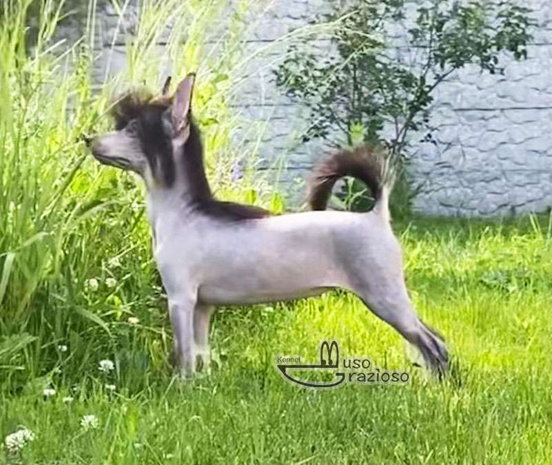 Muso Grazioso Gracie