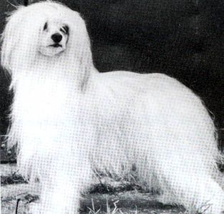 Minskip Georgie Of Khrisjan