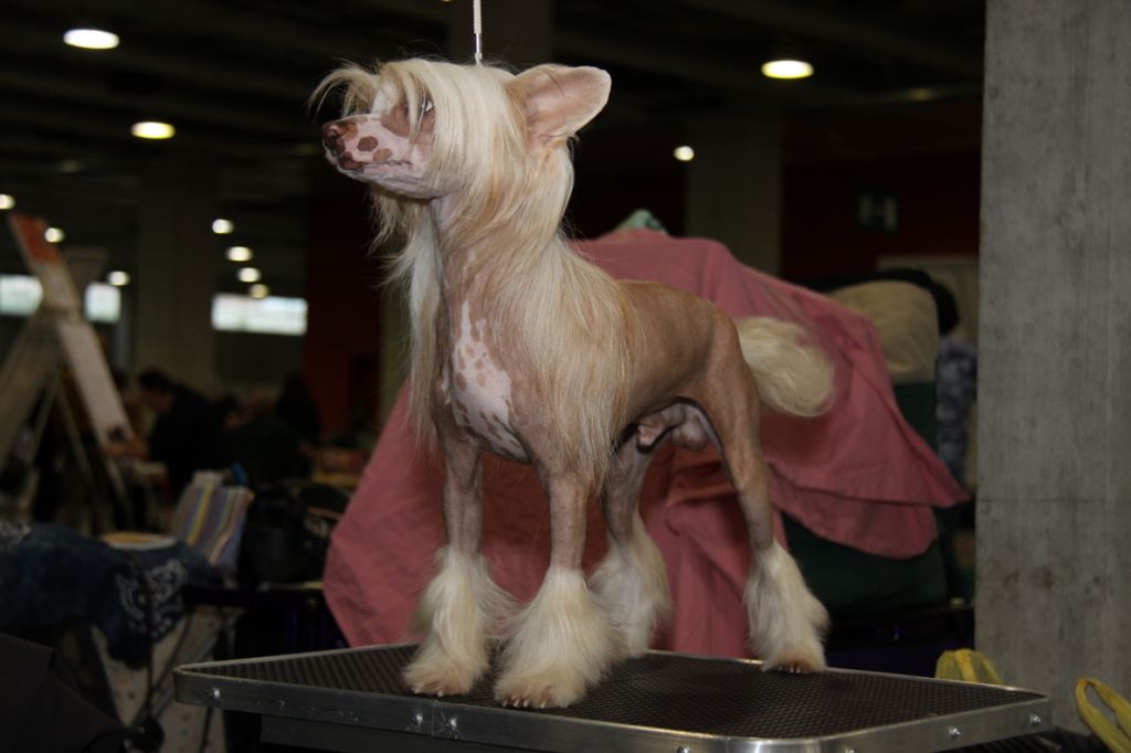 My Andy Boy von Shinbashi