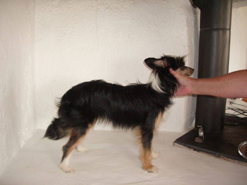 Tournais Wikie Leaks