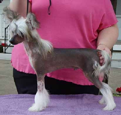 Crest-Vue's CarryN A Colt