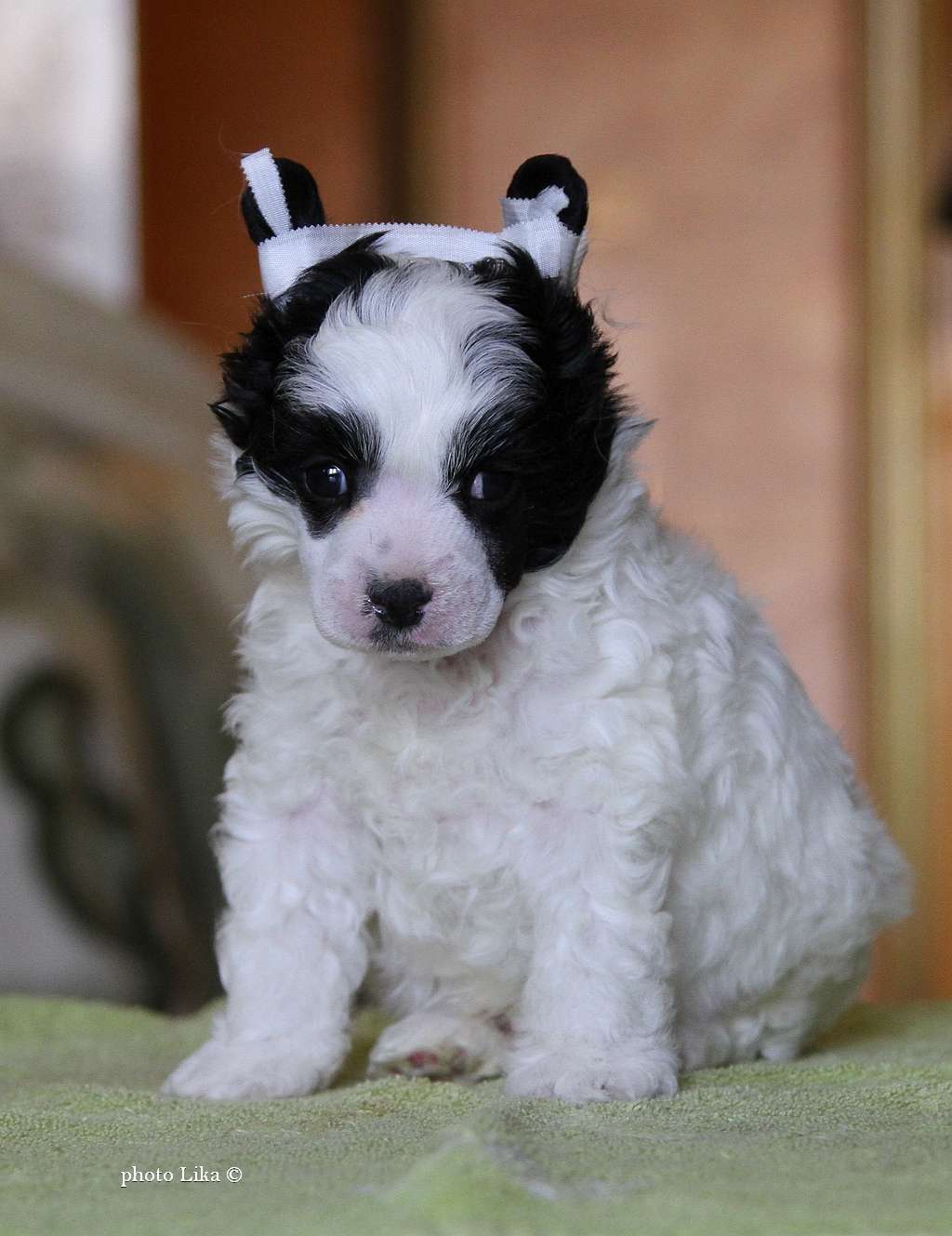 Family Mar'S  United Sexy Boy