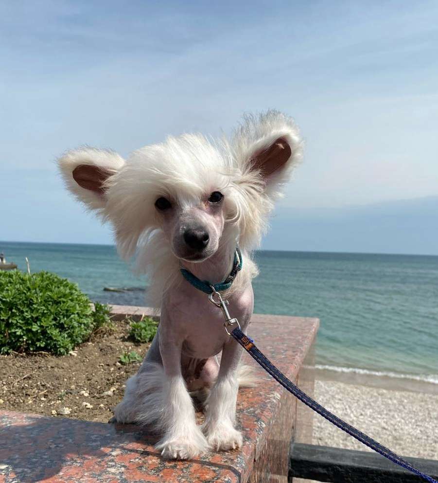 Gallurius Yalta Blues