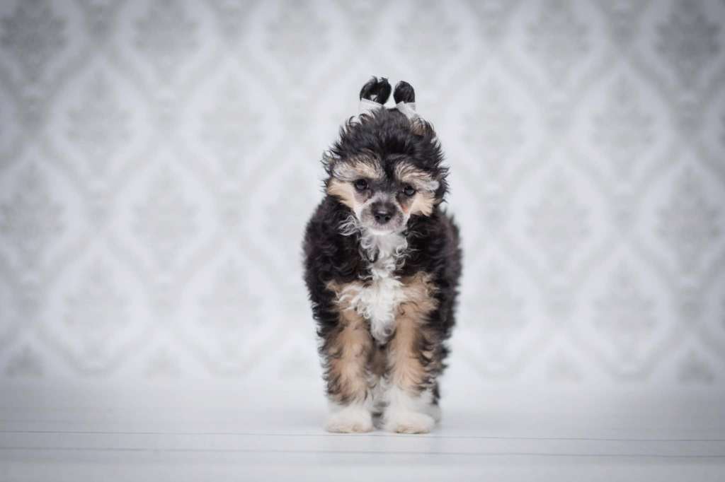 Joy And Pride Of Creciente Estrella