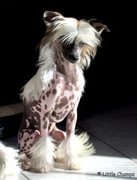 Kerguelen Little Champs