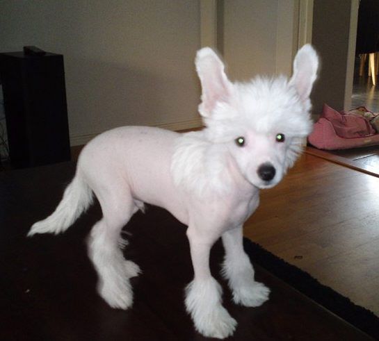 Golden Dream Stars Famous Sun