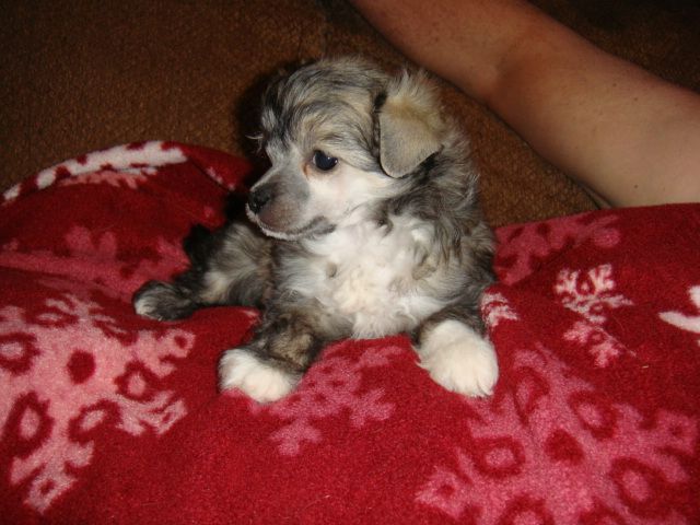 Carrera's She Started With A Bang!