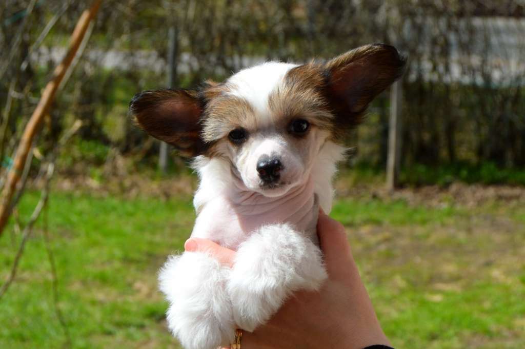 Sukansyöjän All Aces