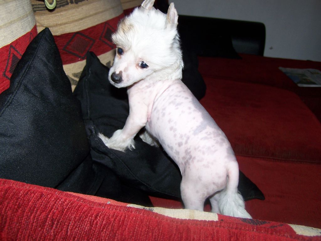 gamine clarabelle du chti coup de patte