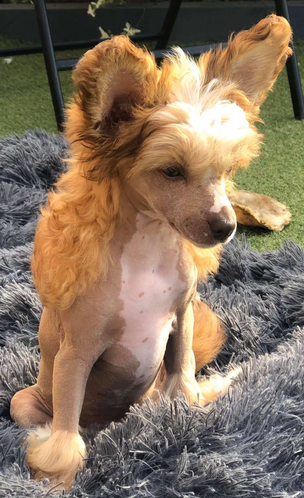 Kojiki's Lil Miss Sarky