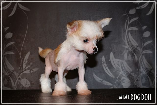 Mimi Dog Doll Zambezi