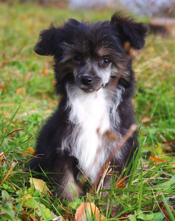 Angel O' Check Lunnaya Noche.