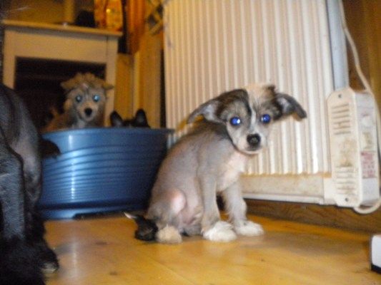 Yrar I Dreamed A Dream