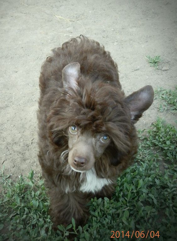 Charuyuschiy Soblazn Viv'en