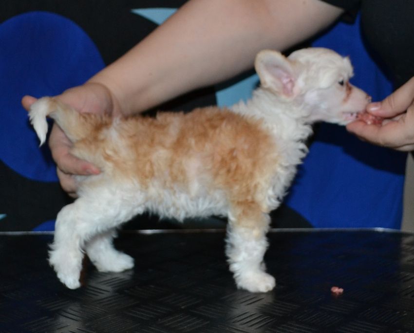 Stormblåstens Fullmoon Mysticism